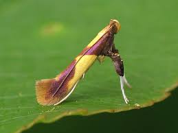 Attēlu rezultāti vaicājumam “Caloptilia alchimiella”