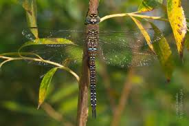 Attēlu rezultāti vaicājumam “Aeshna mixta female”