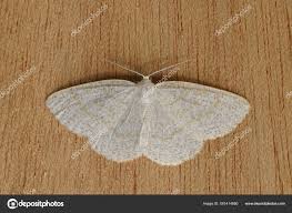 Attēlu rezultāti vaicājumam “Cabera exanthemata”