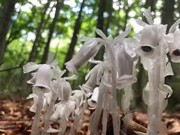 Image result for ギンリョウソウ