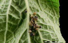 Attēlu rezultāti vaicājumam “Aphididae”