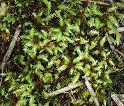 Attēlu rezultāti vaicājumam “Philonotis marchica sporophyte”