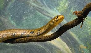 Attēlu rezultāti vaicājumam “Anogcodes melanurus”