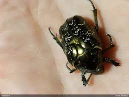 Attēlu rezultāti vaicājumam “Liocola lugubris”