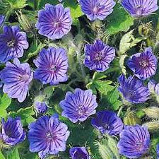 Attēlu rezultāti vaicājumam “Geranium bohemicum”