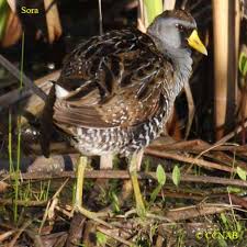 Image result for Porzana carolina