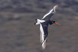 Attēlu rezultāti vaicājumam “Haematopus ostralegus adult”