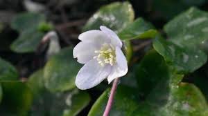 Attēlu rezultāti vaicājumam “Hepatica nobilis leaf”