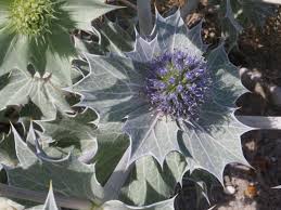 Attēlu rezultāti vaicājumam “Eryngium maritimum”