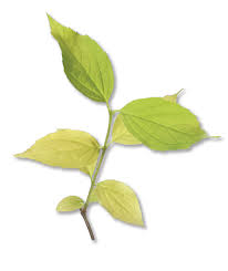 Attēlu rezultāti vaicājumam “Philadelphus coronarius leaf”