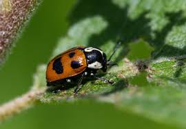 Attēlu rezultāti vaicājumam “Gonioctena viminalis”