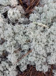 Attēlu rezultāti vaicājumam “Cladonia stellaris”