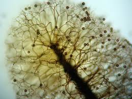 Attēlu rezultāti vaicājumam “Lamproderma columbinum”