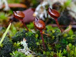 Attēlu rezultāti vaicājumam “Buxbaumia aphylla sporophyte”