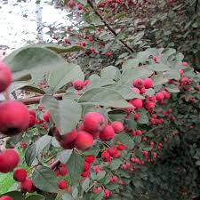 Attēlu rezultāti vaicājumam “Cotoneaster multiflorus leaf”
