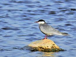 Attēlu rezultāti vaicājumam “Chlidonias hybrida adult”