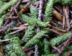 Attēlu rezultāti vaicājumam “Plagiothecium undulatum”