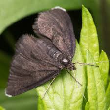 Attēlu rezultāti vaicājumam “Odezia atrata”