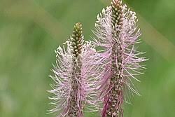 Attēlu rezultāti vaicājumam “Plantago media”