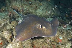 Image result for Dasyatis chrysonota