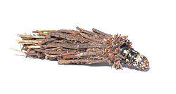 Attēlu rezultāti vaicājumam “Psychidae”