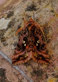 Attēlu rezultāti vaicājumam “Autographa pulchrina”