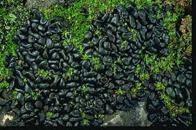 Attēlu rezultāti vaicājumam “Collema”