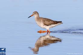 Attēlu rezultāti vaicājumam “Tringa totanus”