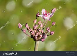 Attēlu rezultāti vaicājumam “Butomus umbellatus bud”