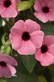 Image result for Thunbergia alata