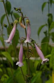 Image result for Sinningia