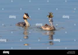 Attēlu rezultāti vaicājumam “Podiceps cristatus juvenile”