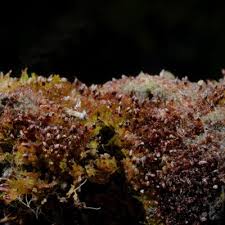 Attēlu rezultāti vaicājumam “Cephaloziella hampeana”