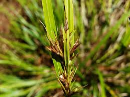 Attēlu rezultāti vaicājumam “Trichia contorta sessile”