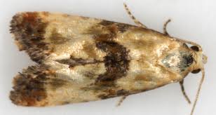 Attēlu rezultāti vaicājumam “Eupoecilia angustana”