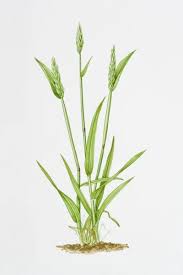 Attēlu rezultāti vaicājumam “Anthoxanthum odoratum”