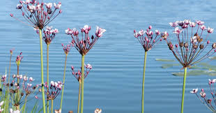 Attēlu rezultāti vaicājumam “Butomus umbellatus fruit”