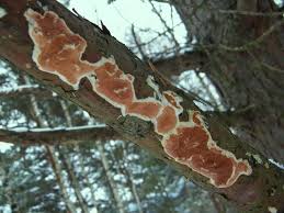 Attēlu rezultāti vaicājumam “Gloeoporus taxicola”