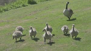 Attēlu rezultāti vaicājumam “Branta canadensis adult”