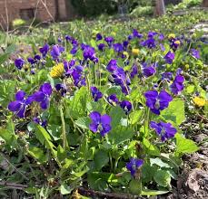 Attēlu rezultāti vaicājumam “Viola sororia”