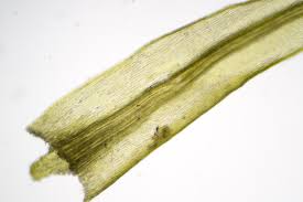 Attēlu rezultāti vaicājumam “Pohlia nutans sporophyte”