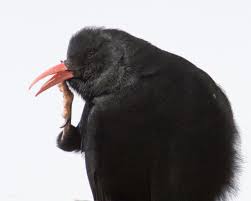 Image result for Pyrrhocorax pyrrhocorax