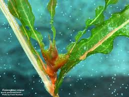 Attēlu rezultāti vaicājumam “Potamogeton compressus”