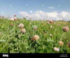 Attēlu rezultāti vaicājumam “Trifolium fragiferum fruit”