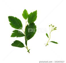 Attēlu rezultāti vaicājumam “Spiraea chamaedryfolia”