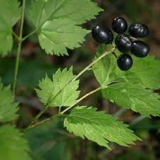 Attēlu rezultāti vaicājumam “Actaea spicata fruit”