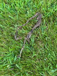 Image result for cestoda excrement dog