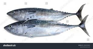 Image result for Euthynnus alletteratus