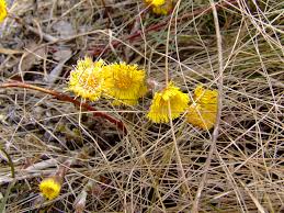Attēlu rezultāti vaicājumam “Tussilago farfara fruit”