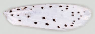 Attēlu rezultāti vaicājumam “Yponomeuta malinellus / cagnagella larva”